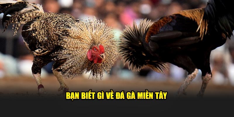 Bạn biết gì về đá gà miền tây