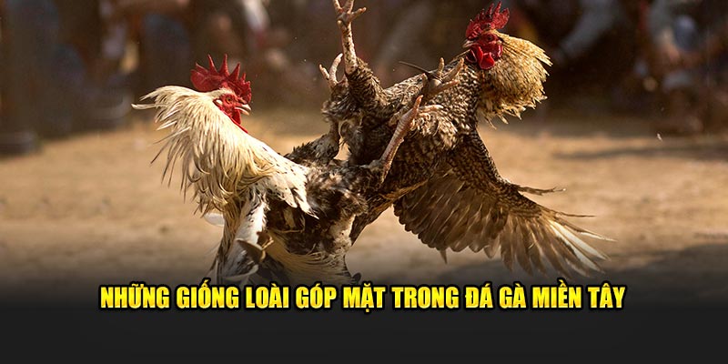 Những giống loài góp mặt trong đá gà miền tây