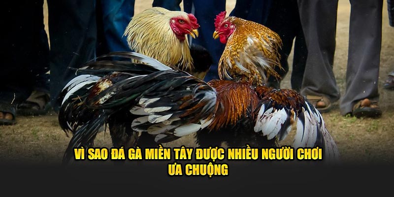 Vì sao đá gà miền tây được nhiều người chơi ưa chuộng